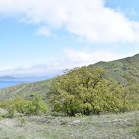 Природа Крыма :: Amazing Cosmea