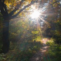 Осеннее солнце :: Александр Синдерёв