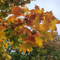 ,,, :: Сергей Тимоновский