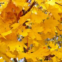 Золото октября :: Светлана 