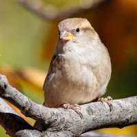 Воробышек... :: Петр 