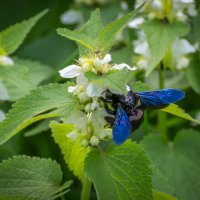 Пчела плотник :: Игорь Сикорский