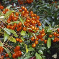 Пираканта ярко-красная :: Светлана Ищенко Пираканта ярко-красная :: Светлана Ищенко