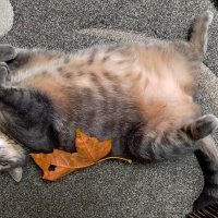 Умеете так?я зайчик! :: светлана льдокова