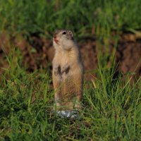 Стою, смотрю, язык показываю :: Владимир 