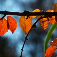 Осенние листья :: Юрий. Шмаков