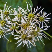 Я не знаю что это, какой то цветок :: Игорь Протасов Я не знаю что это, какой то цветок :: Игорь Протасов