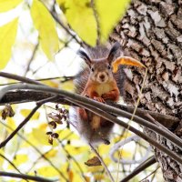 . :: РИТА ЛЕВКОВА