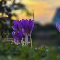 Крокусы :: Oleg S Крокусы :: Oleg S