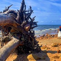 ПРЕЗЕНТ   ОТ   МОРЯ :: Анатолий Малобродский