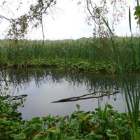 Время остановилось где-то между камышами :: Серж Show