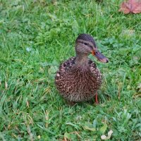 Утка :: Денис Бочкарёв Утка :: Денис Бочкарёв