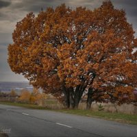 "Монументальная осень. У дороги"© :: Владимир Макаров