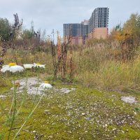 Заброшка. Война за среду обитания. :: Артём 