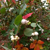 Осенняя дружба :: veilins veilins