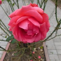 Чайно-гибридая роза Карина :: Наиля Чайно-гибридая роза Карина :: Наиля