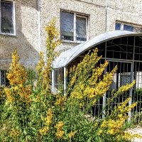 Золотарник :: Veera V Золотарник :: Veera V