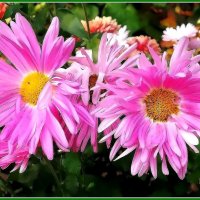 Цветы осени :: Ольга Довженко