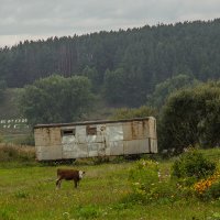 Теленок :: Александра 