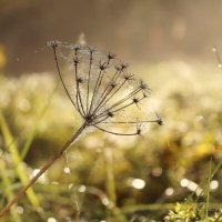 *** :: Елена Kазак (selena1965)