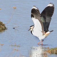 Когда море по колено. :: Михаил Белоусов