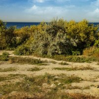 Берег Каспия :: Анатолий Чикчирный