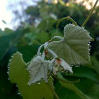 Детали природы :: Роман Савоцкий