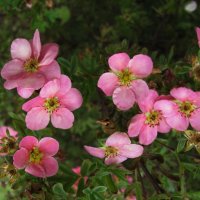 Розовая лапчатка :: Людмила Смородинская