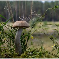 *** :: Aleksandr Gal *** :: Aleksandr Gal