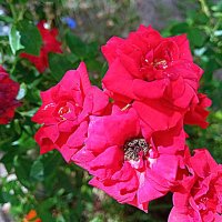 Цветы. :: Владимир Драгунский Цветы. :: Владимир Драгунский