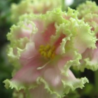 Нежность :: Елена Семигина