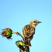 Чекан. :: Николай Волков