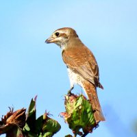 Сорокопут :: Николай Волков Сорокопут :: Николай Волков