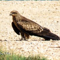 Чёрный коршун :: Николай Волков