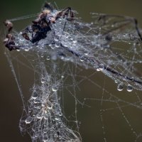 Мочало :: sorovey Sol