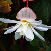 Белая бегония :: Валентина *