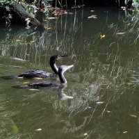 Большой баклан :: Рита Симонова Большой баклан :: Рита Симонова