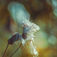 *** :: Виктор Иванович Чернюк