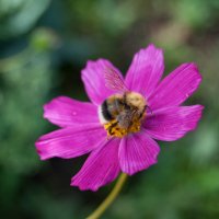 Трудяга :: Владимир Иванович