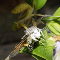 Языкану не повезло... :: Константин Штарк