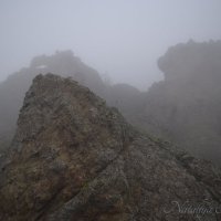 Природа Крыма :: Amazing Cosmea