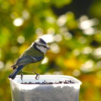 Лазоревка... :: Юрий Куликов