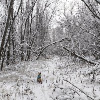 Зимние прогулки :: Anna Ivanova Зимние прогулки :: Anna Ivanova