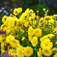 Осенние цветы - солнечные хризантемы :: Светлана 