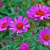 Сентябринки-октябринки :: Светлана 