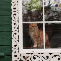 Кошка на окошке :: Сергей Лындин