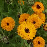 Календула :: Freddy 97