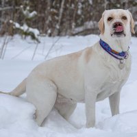 На прогулке :: Андрей Пристяжнюк На прогулке :: Андрей Пристяжнюк