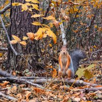Осенний лес и его хозяйка. :: Сергей Адигамов