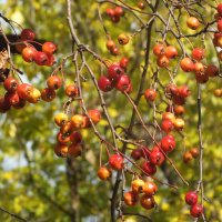 ** :: Зоя Мишина ** :: Зоя Мишина